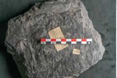 Foto (Detailansicht) von Plantae indet.  (NHMW-GEO-2024-0188-11544)